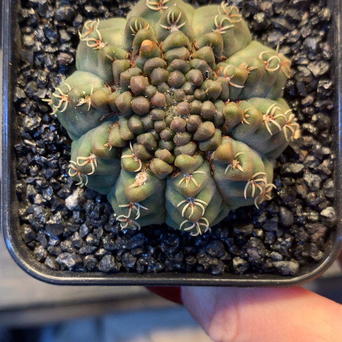 裸萼石化实生仙人球。