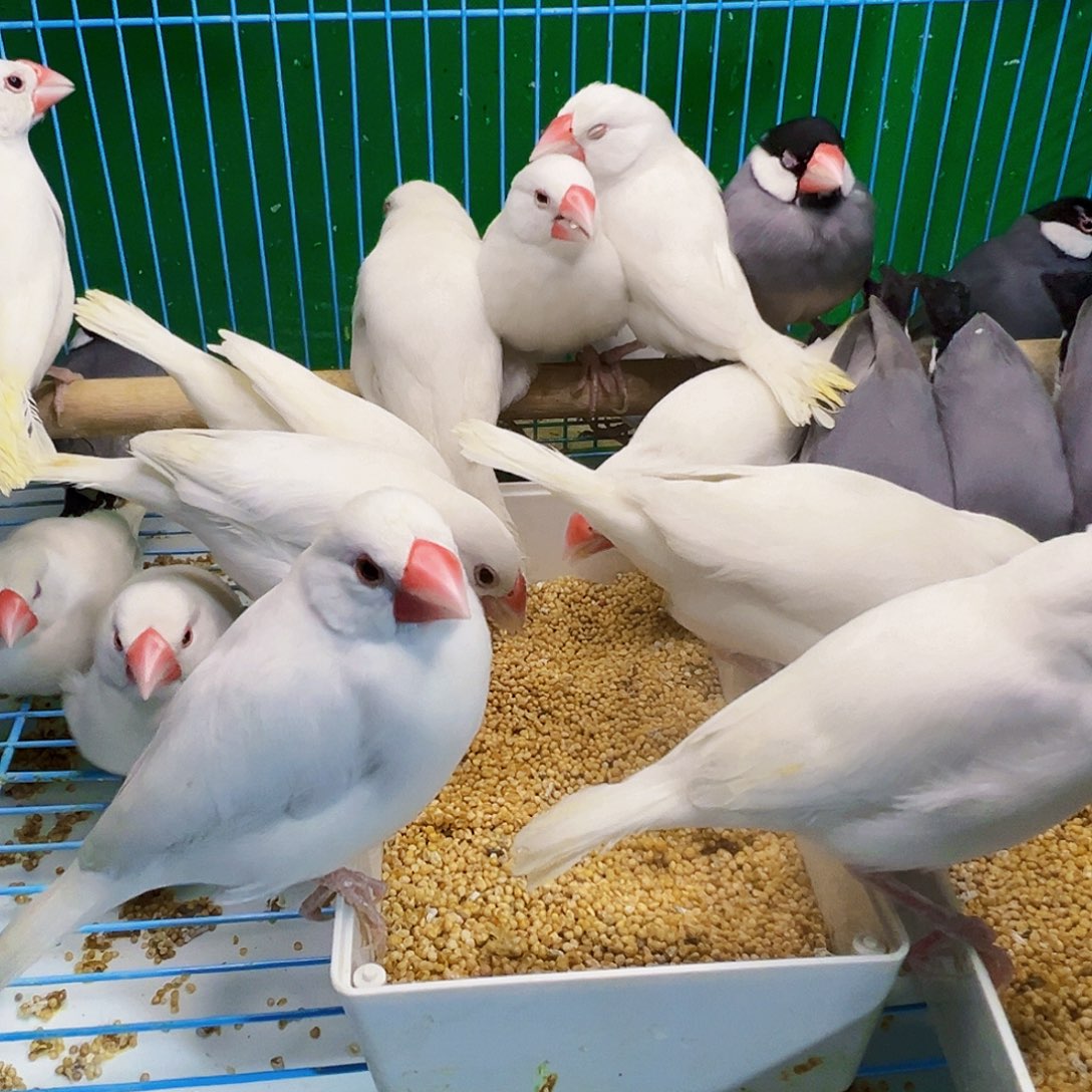 王***孝文鸟精品文鸟四只白色一对灰色一对