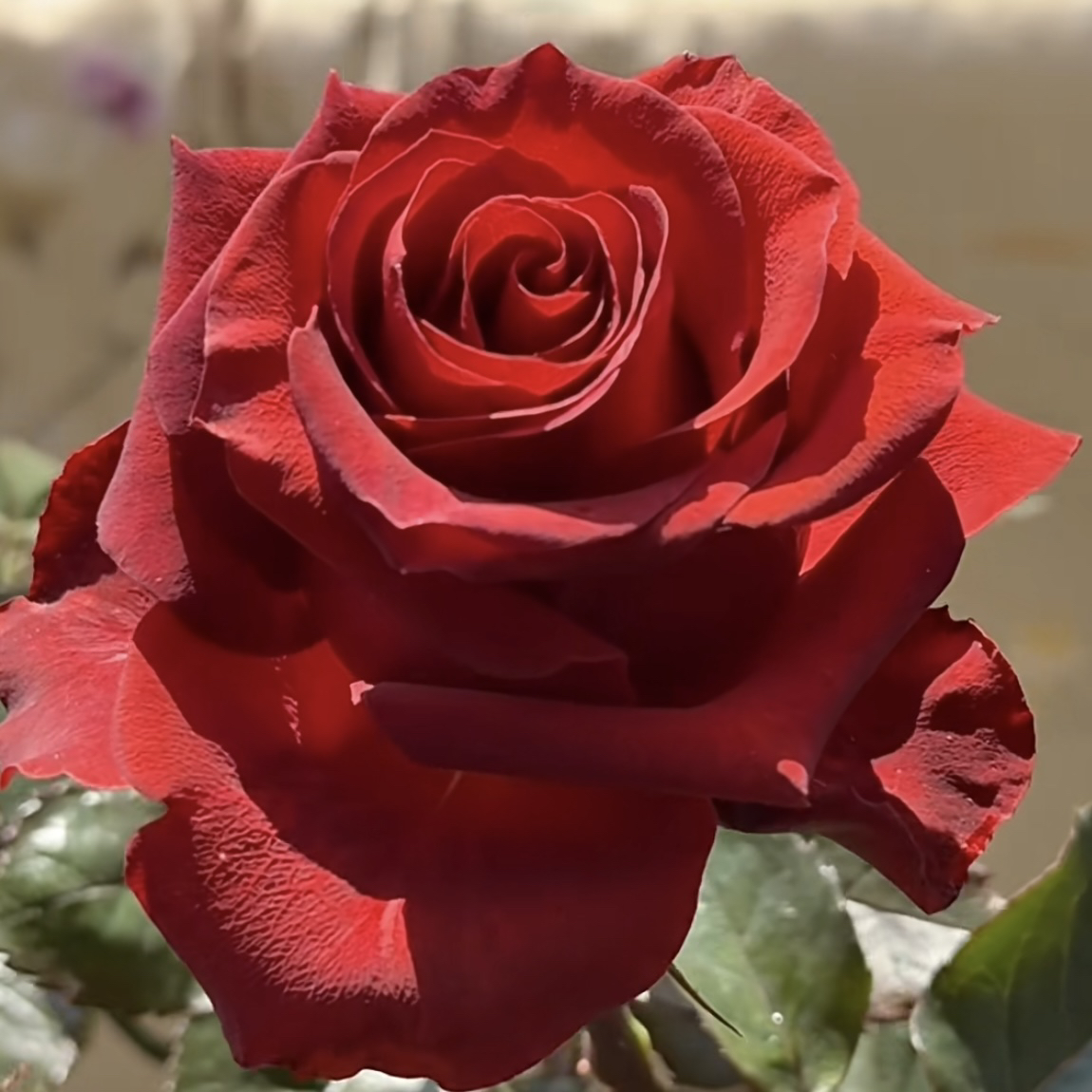 可乐 月季花苗 玫瑰花 盆栽花卉植物 四季开花