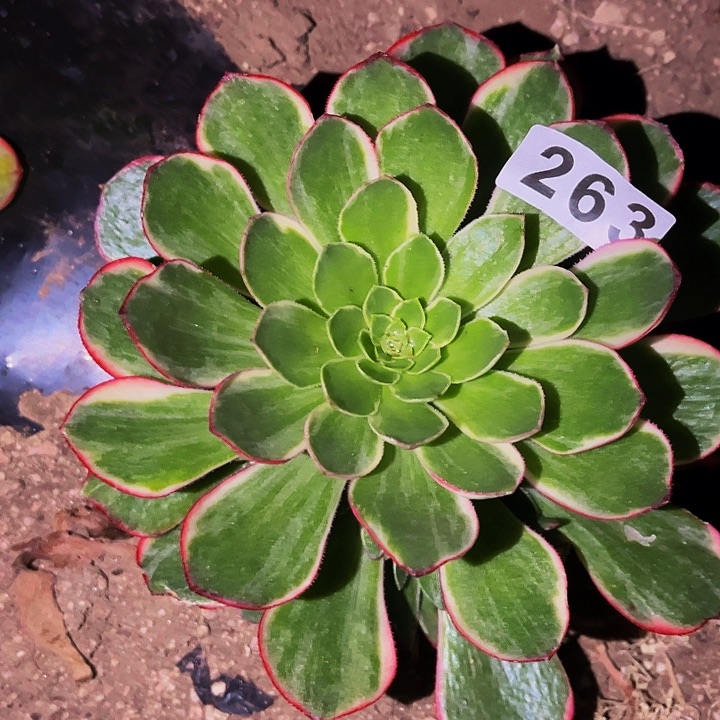 263粉花妖多肉植物处理不售后