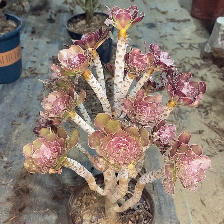 黑法多肉植物009。