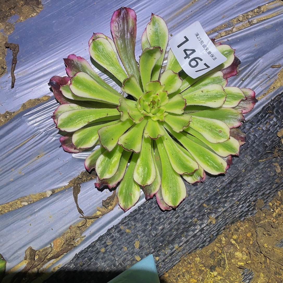 1467郎君多肉植物