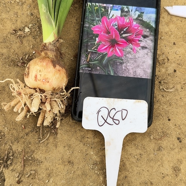 q80朱顶红一棵3.8