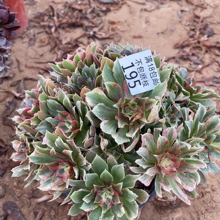 195光辉七彩手捧1北法师
