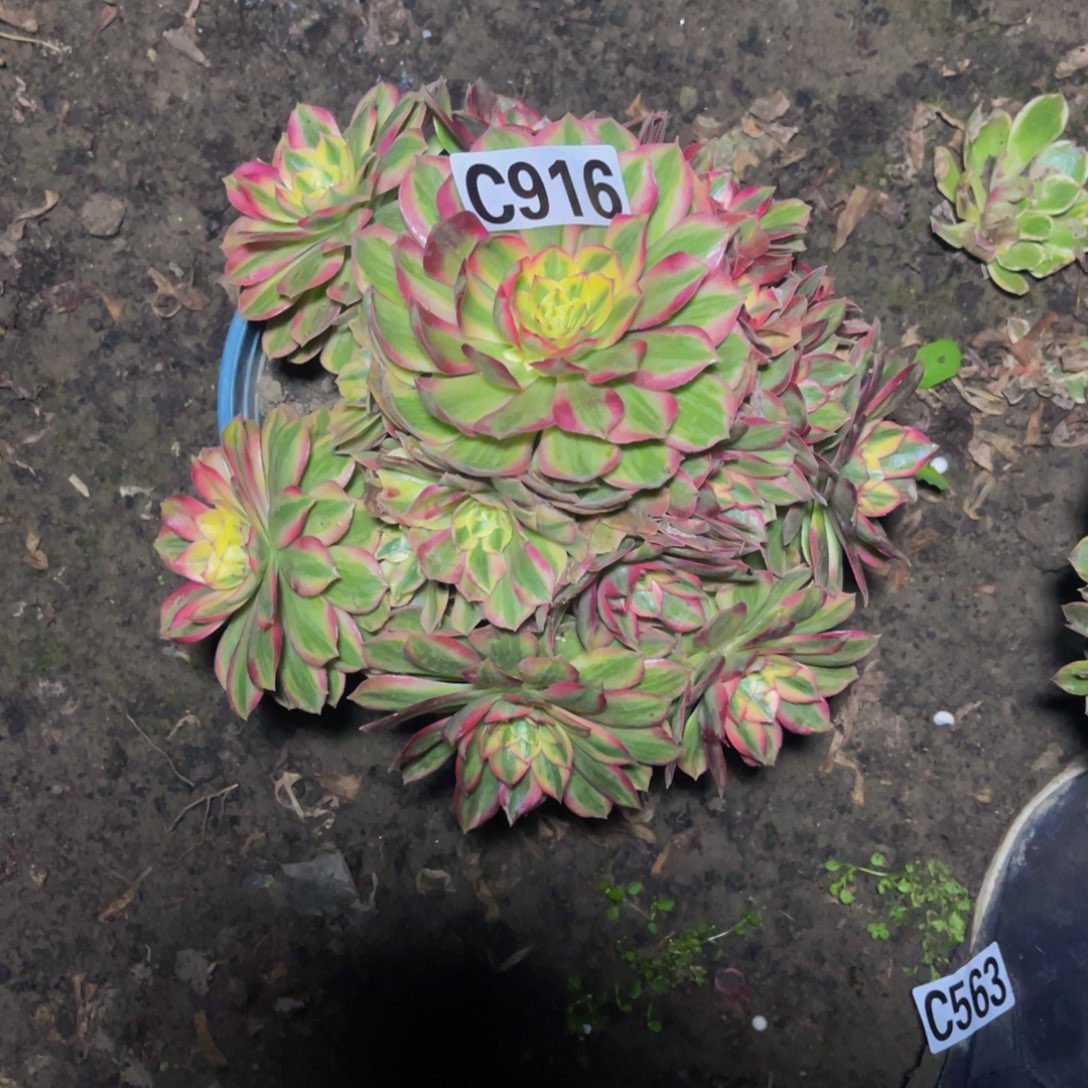 水蜜桃法师16///////37cany