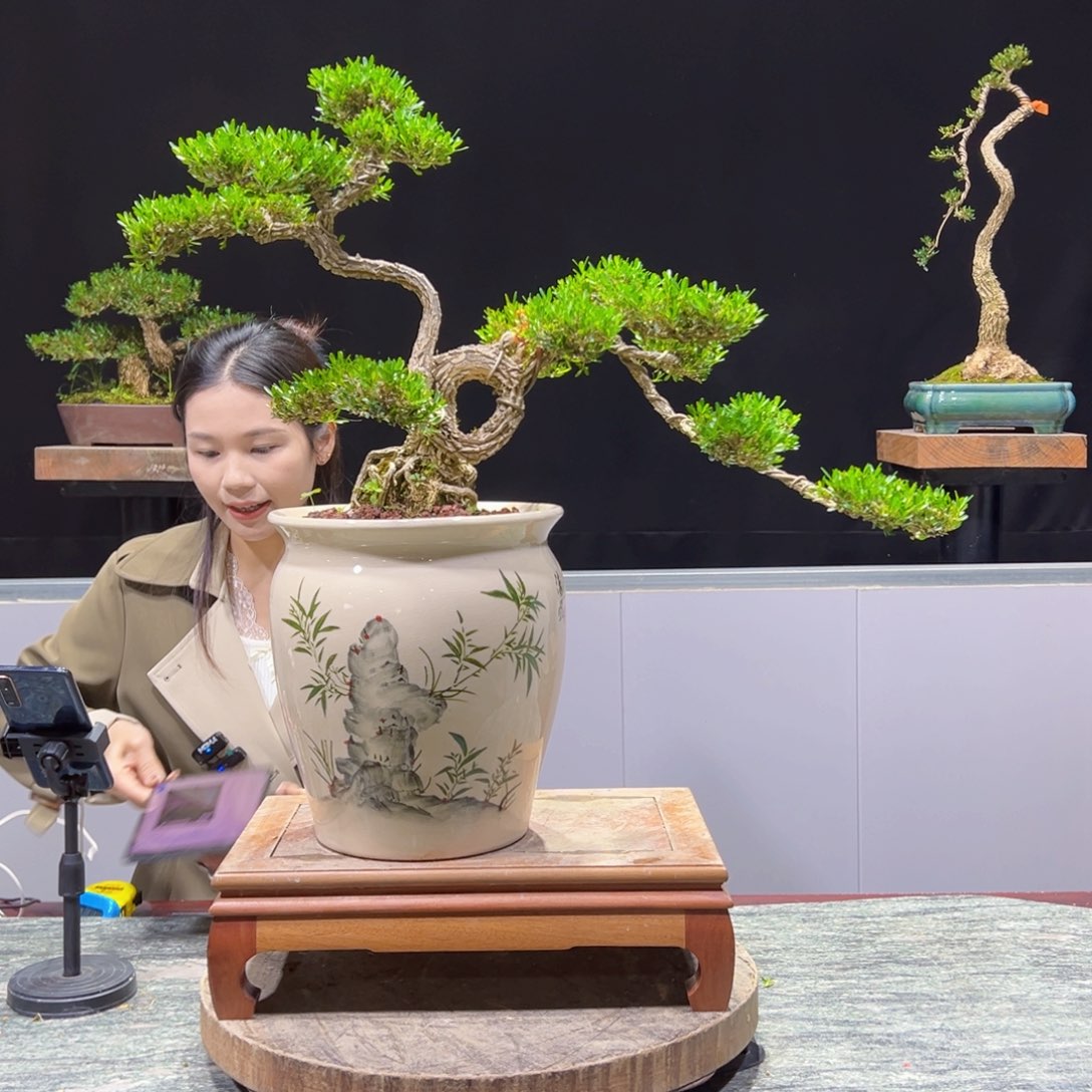 四季常青老桩黄杨盆景