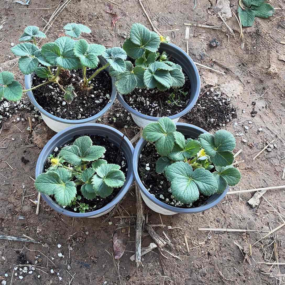 草莓120盆真红4颗