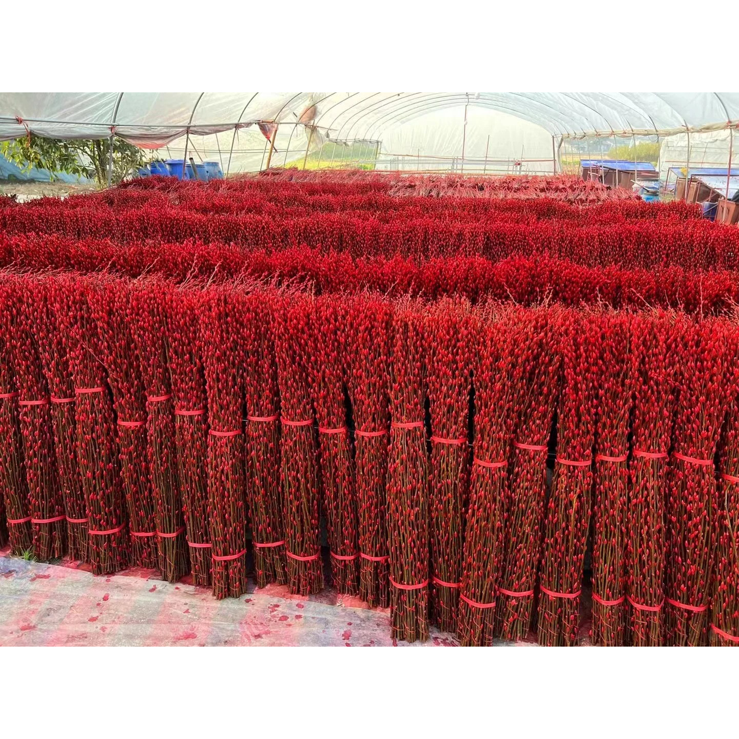 [银柳]年宵花银柳鲜花瓶插鲜枝可做干花 云南昆明基地直发包邮XL