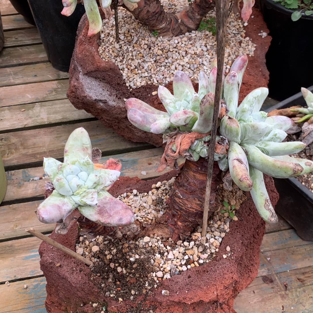 吾*拇指，多肉植物啦啦啦啦啦