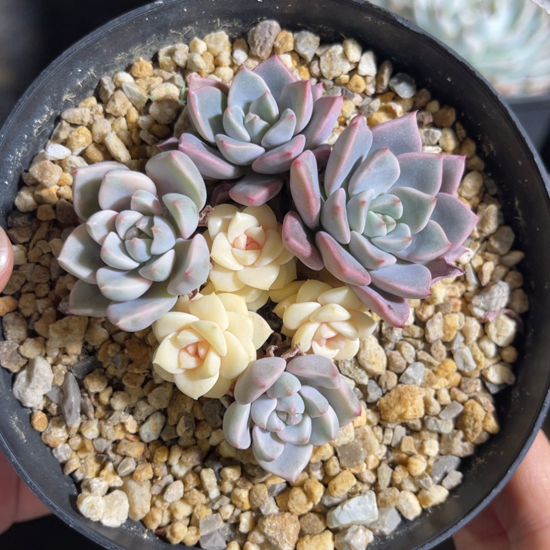 粉红佳人锦 一物一拍不支持退换