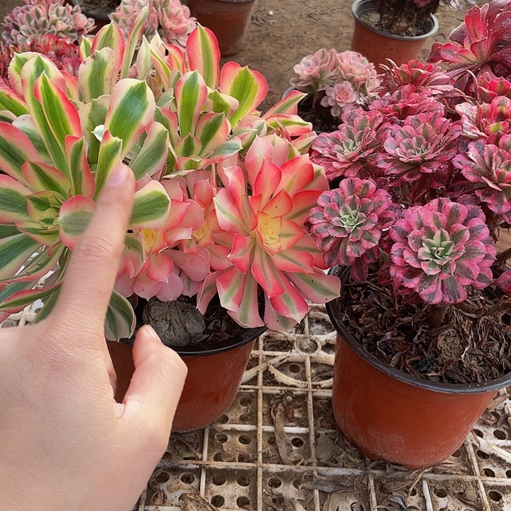 大粉女巫➕红铜白脱土裸根