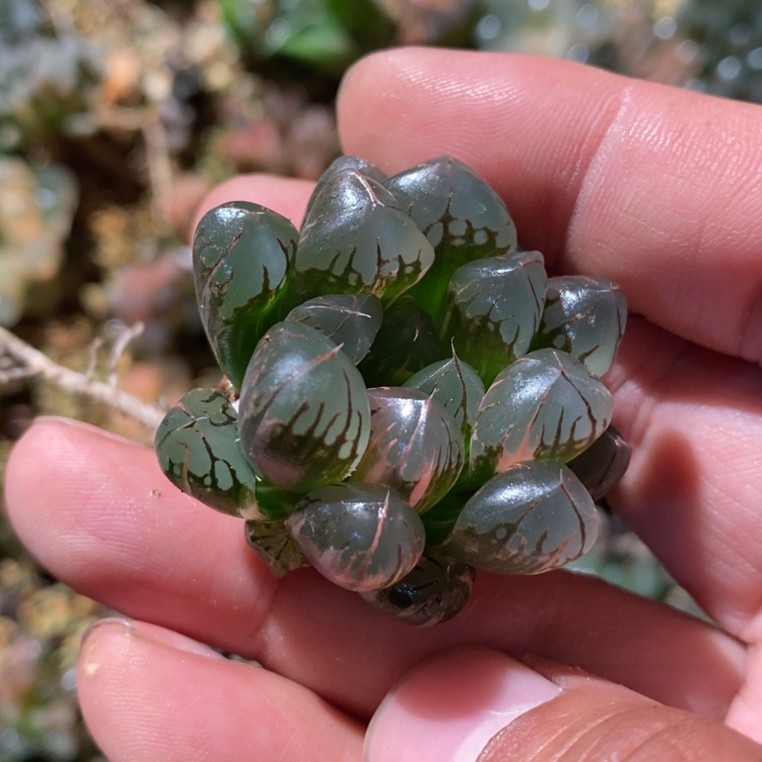 半***子2470 一颗福利。    