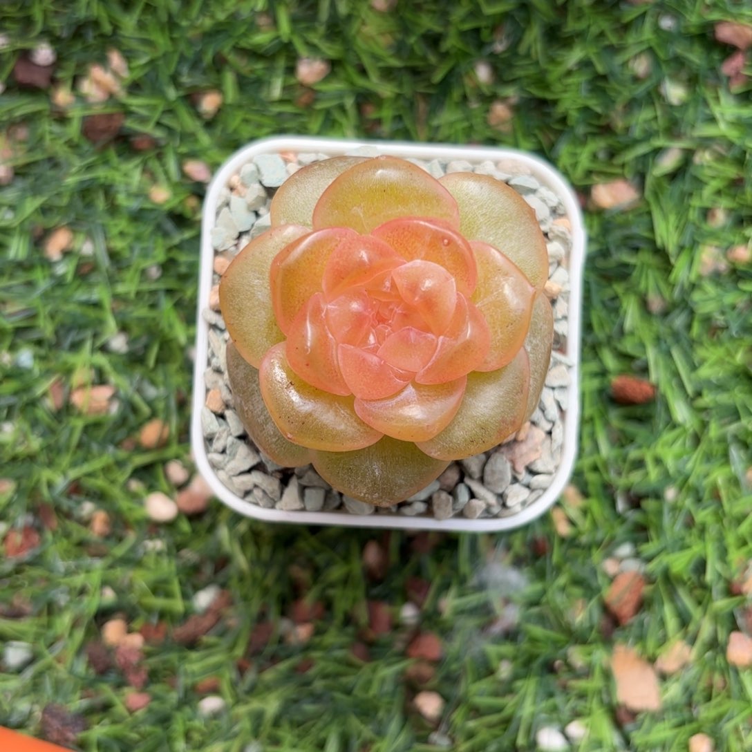 珍妮杂交一物一拍