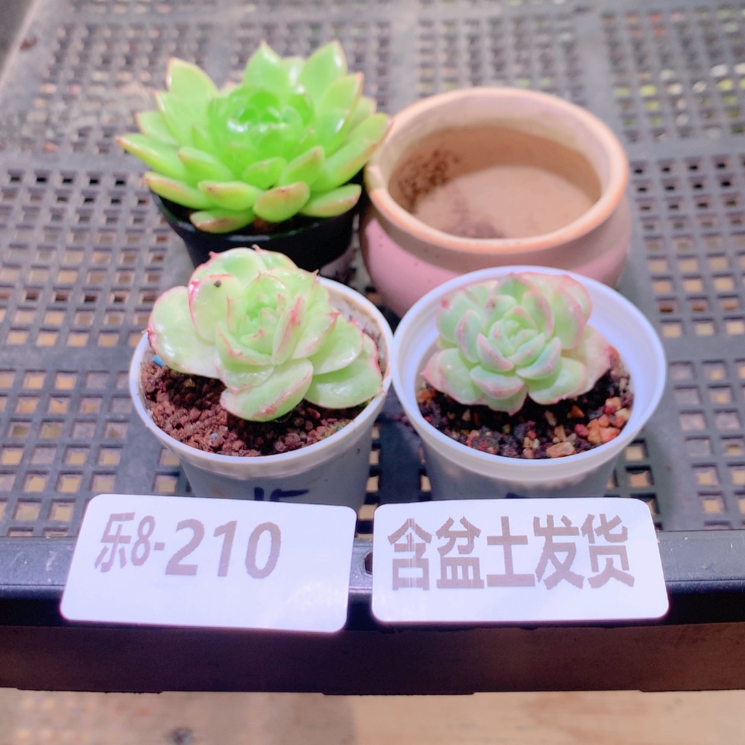 乐然8-210 框拍4颗 带盆土