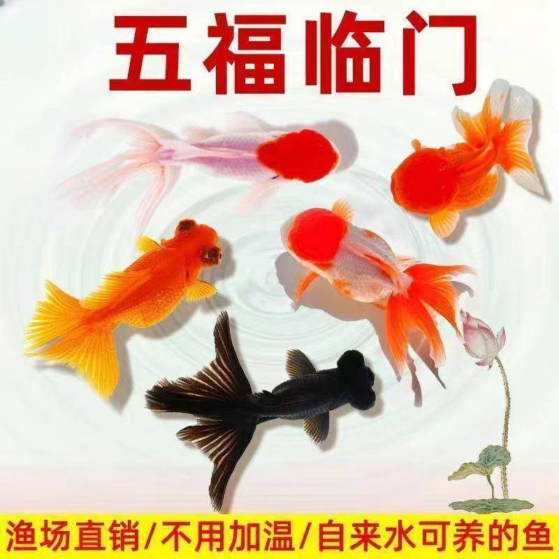 【福利观赏金鱼】6-8cm中大尺寸5条丹顶红狮黑红龙睛冷水鱼好养包邮