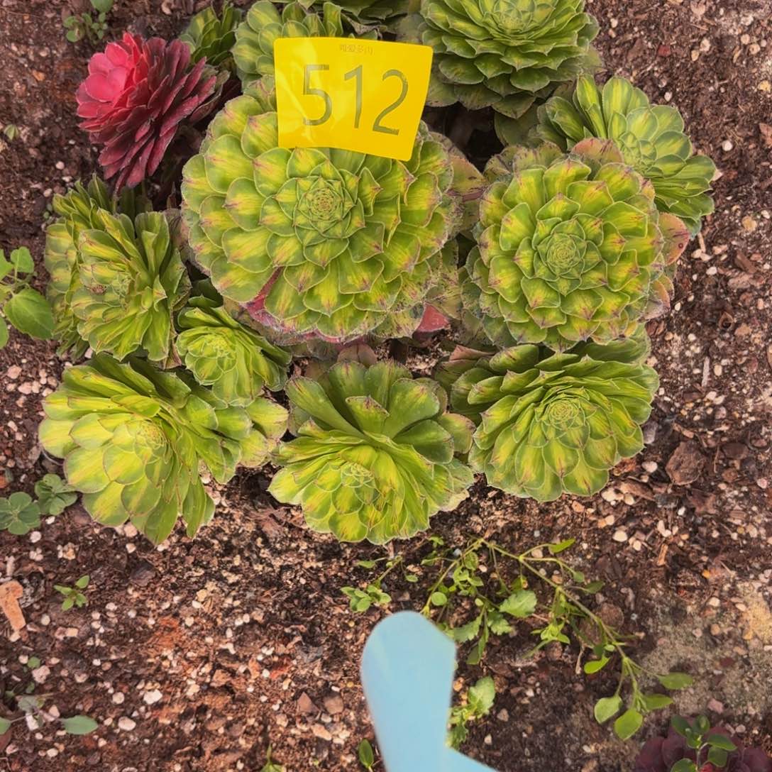 哈哈多肉葡萄福利512