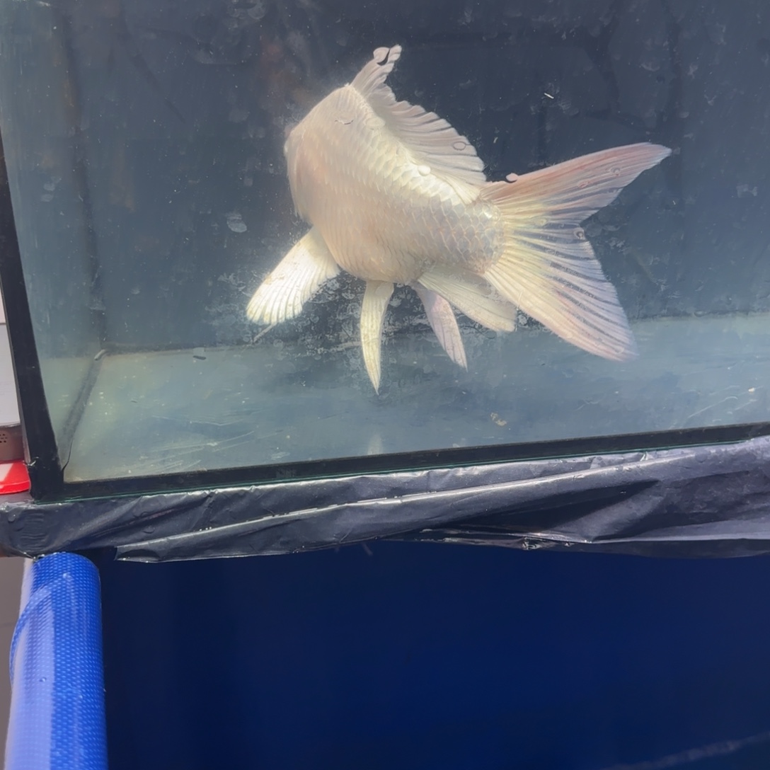 中国大陆蝴蝶鲤白色大鳍大尾一条