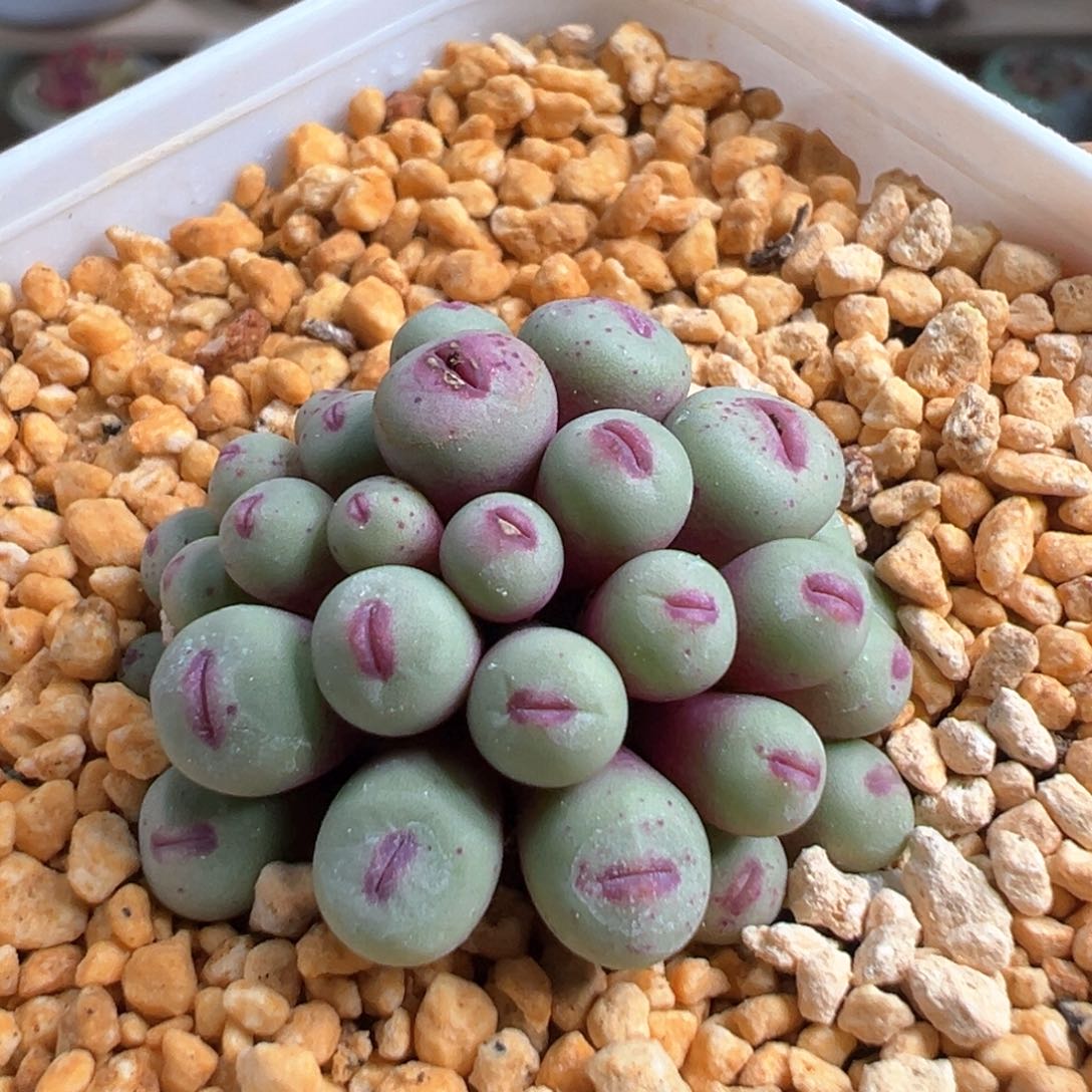 多肉植物173号红嘴群生