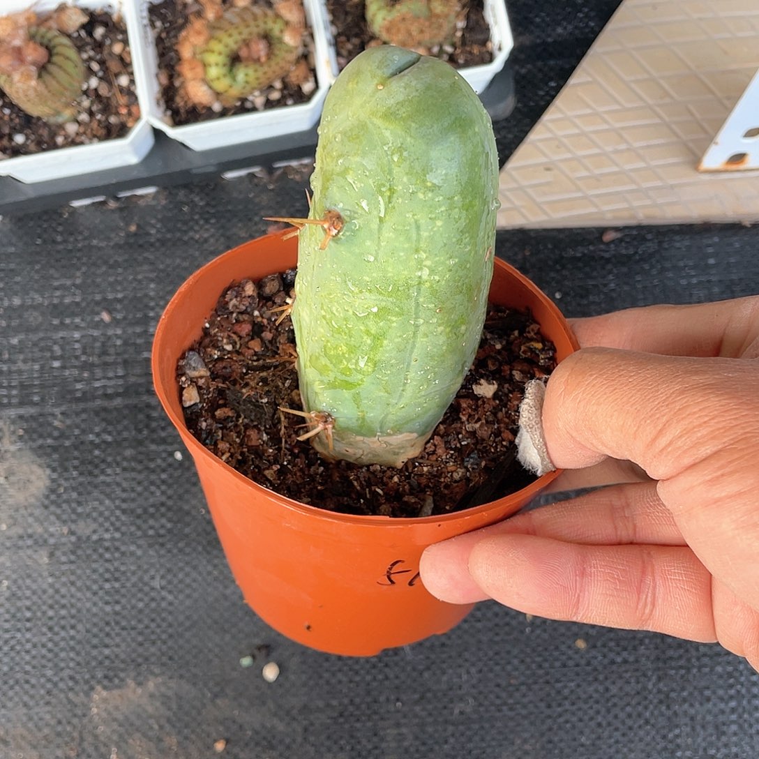 温***椒优惠优惠程程柱仙人球带盆