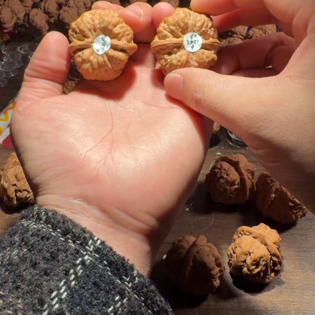 战****文玩核桃吊坠蛤蟆的眼睛是真的好看啊我的天啊我的