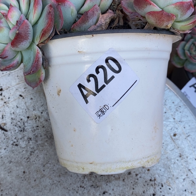 【闪购商品】红**梦多肉植物的