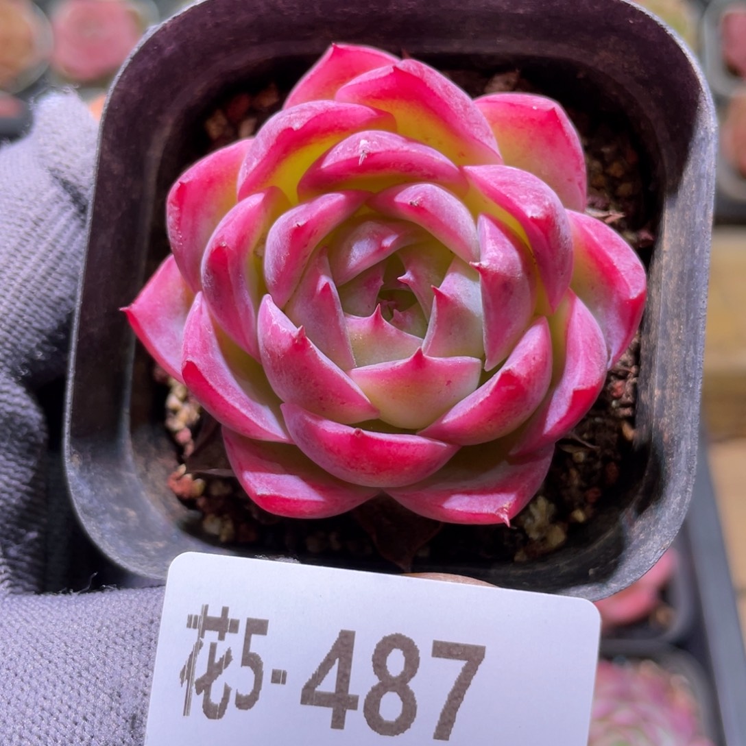 花利美5-487孤星 