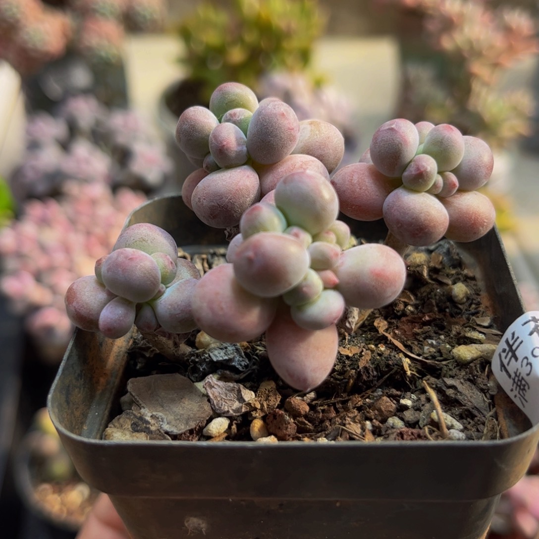 963苹果奶6cm多肉植物