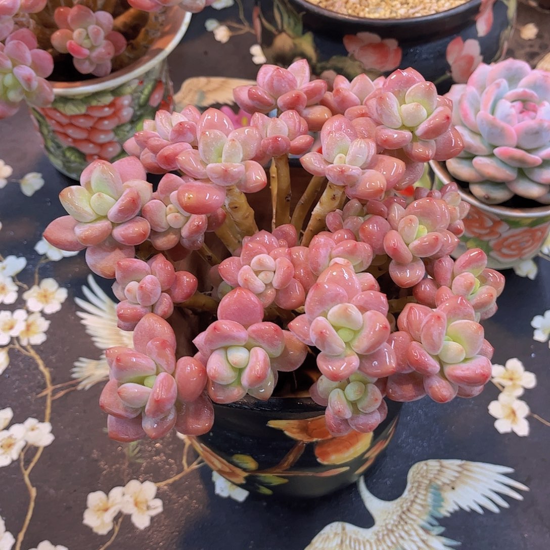 韩版樱花洛神多肉