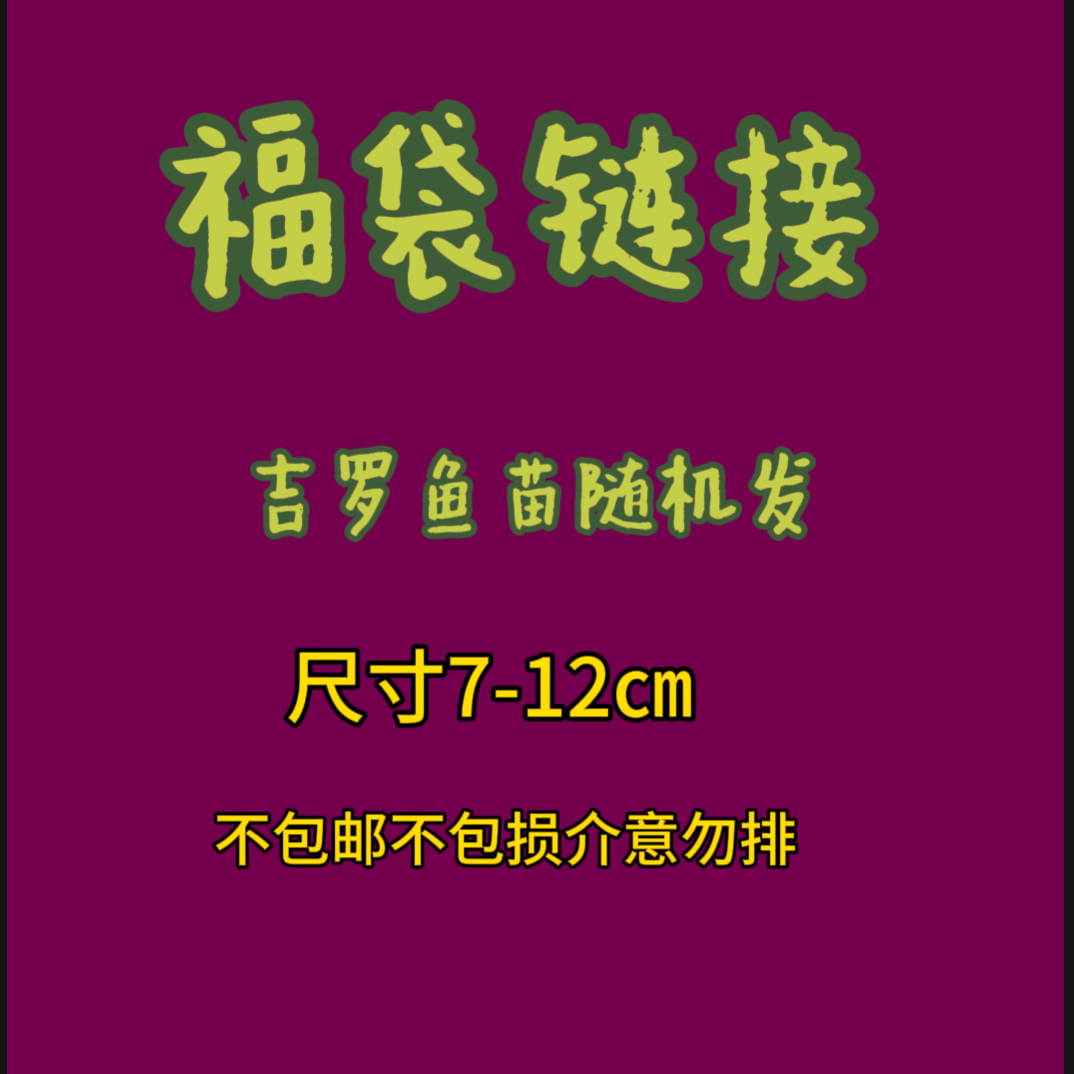 吉罗观赏鱼淡水鱼（随意拍下发饲料100克）
