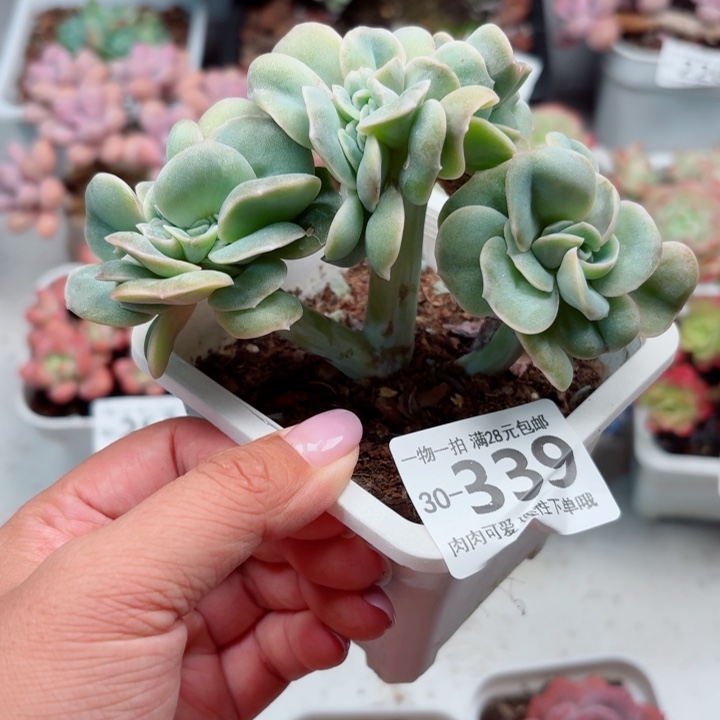 可爱玫瑰缀化多肉无盆土发货
