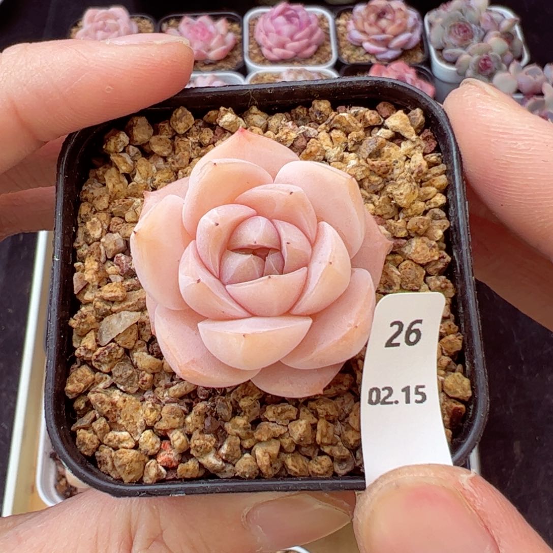 好看没名字26、哈哈