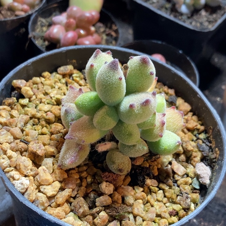 Q****y猫爪老桩多肉植物