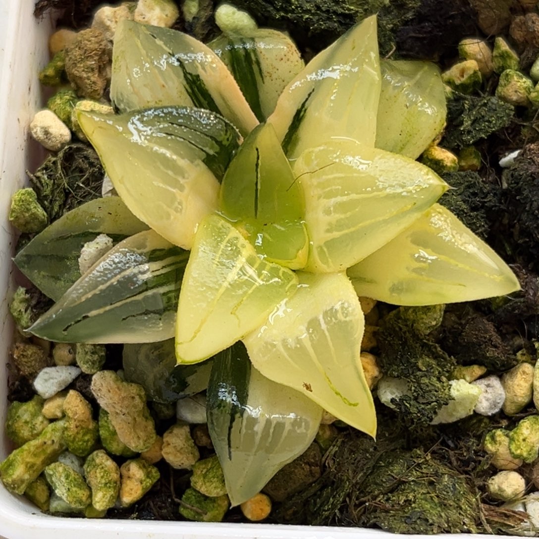 迪****29红纹寿锦福利专场