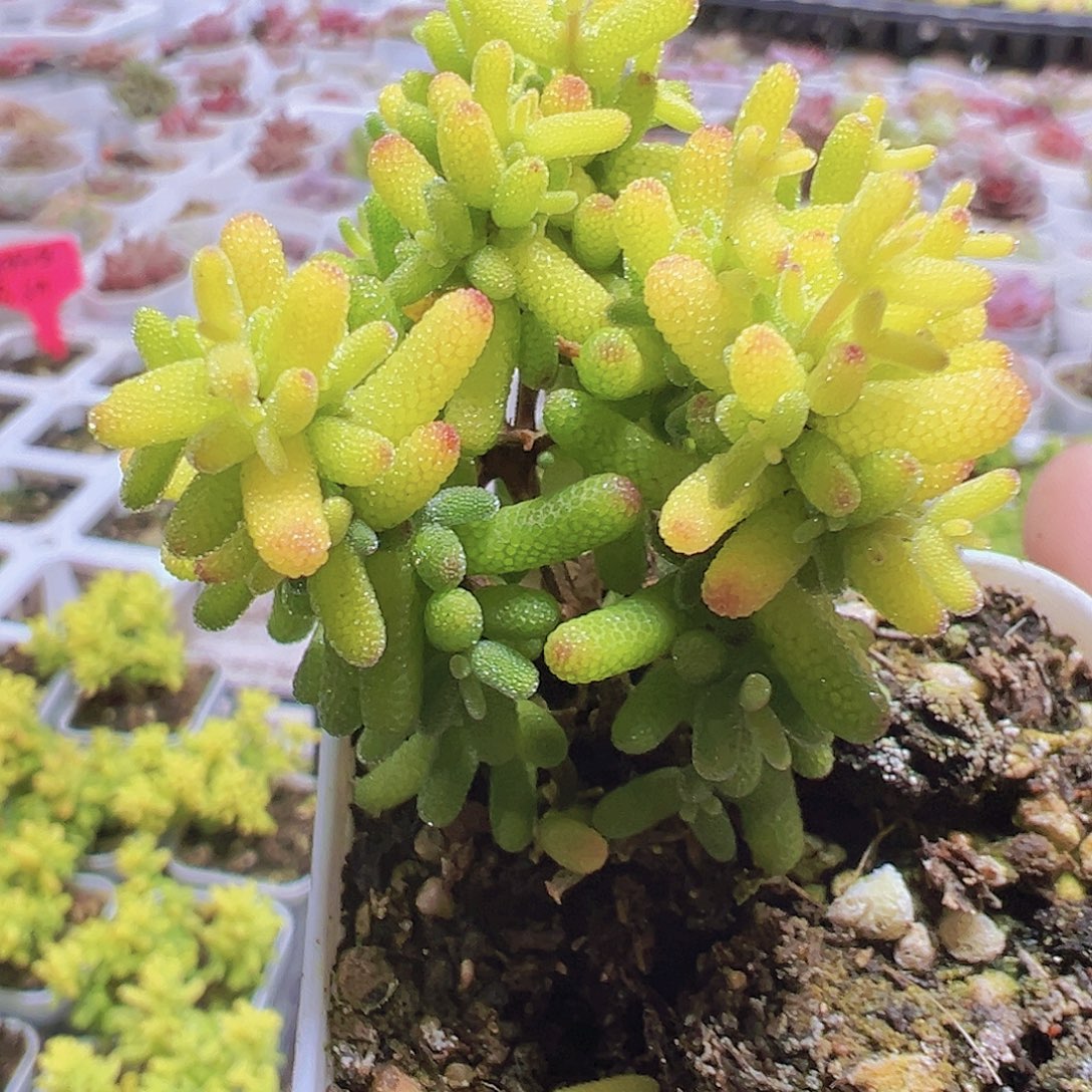 糖球枝干锦19包邮