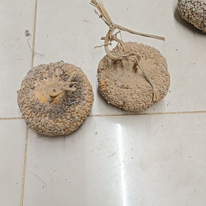 连****事满天星疙瘩葫芦满天星疙瘩葫芦