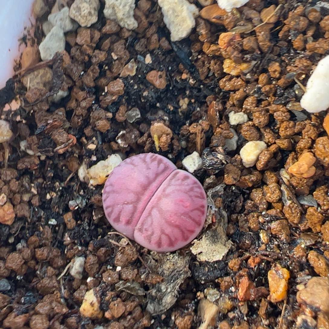 紫菊多肉植物百科75