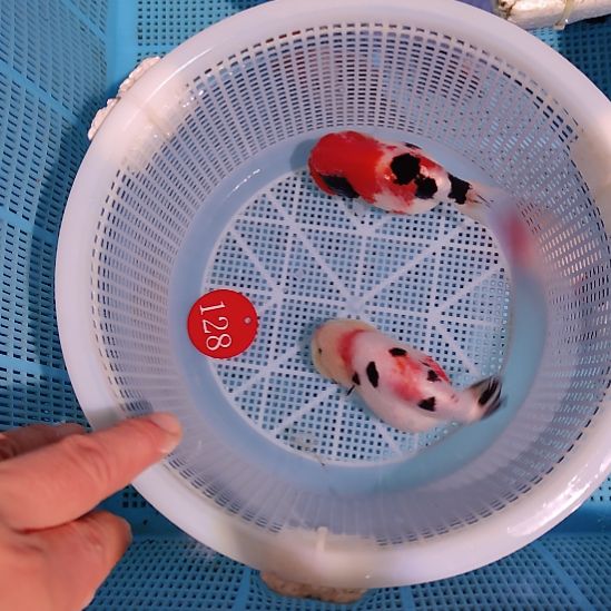 金鱼128兰寿两只特价顺丰包邮