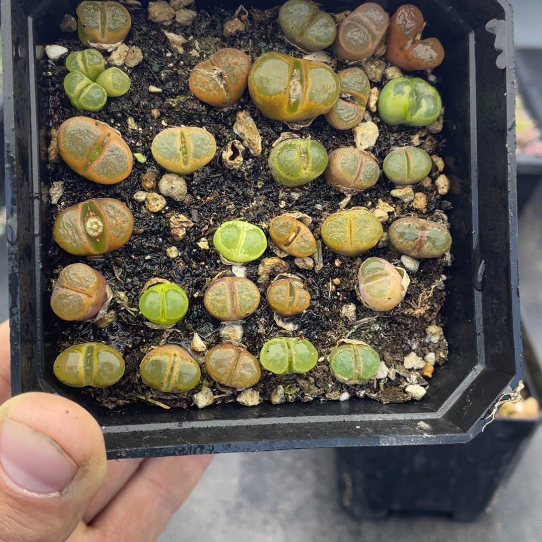 红陶卓*念0000000000000000427