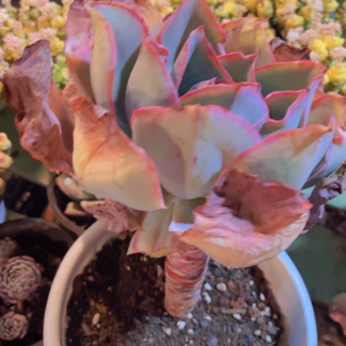 【闪购商品】肯尼迪16335