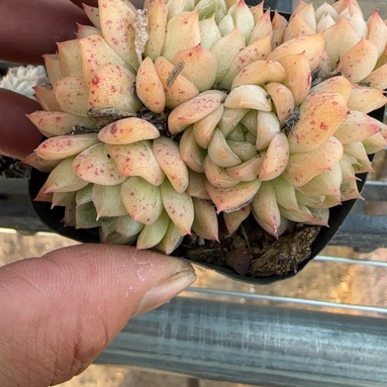 180麦秆一物一拍多肉