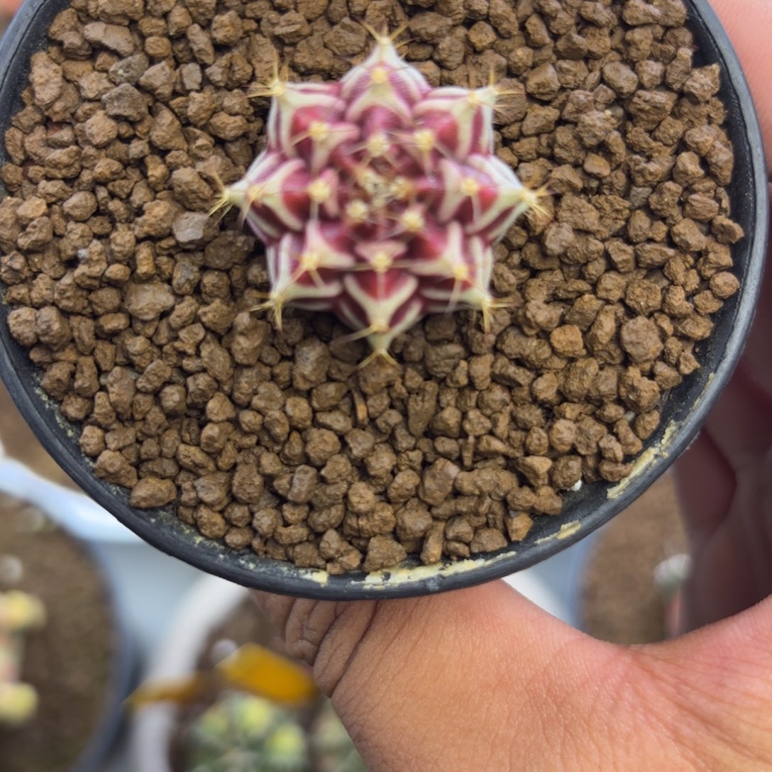 217-1231泰国发货多肉