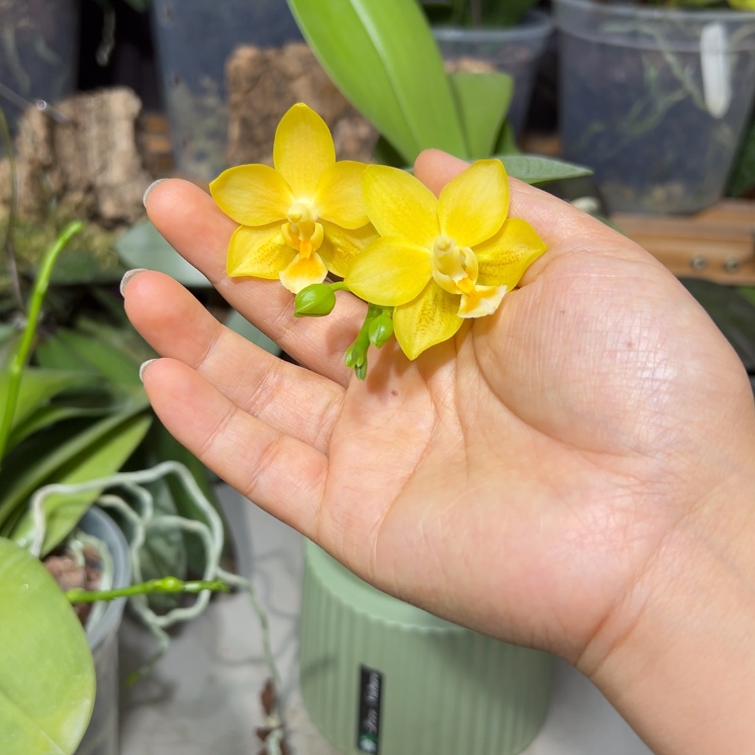 莫***熙当前无花栽培后可以开花