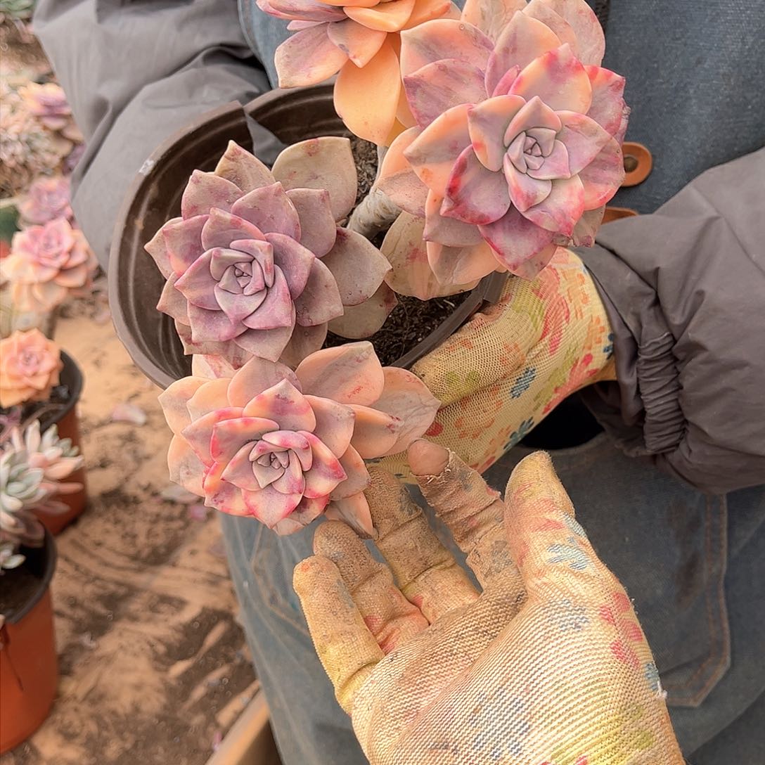 小*姐多肉植物紫乐景A21