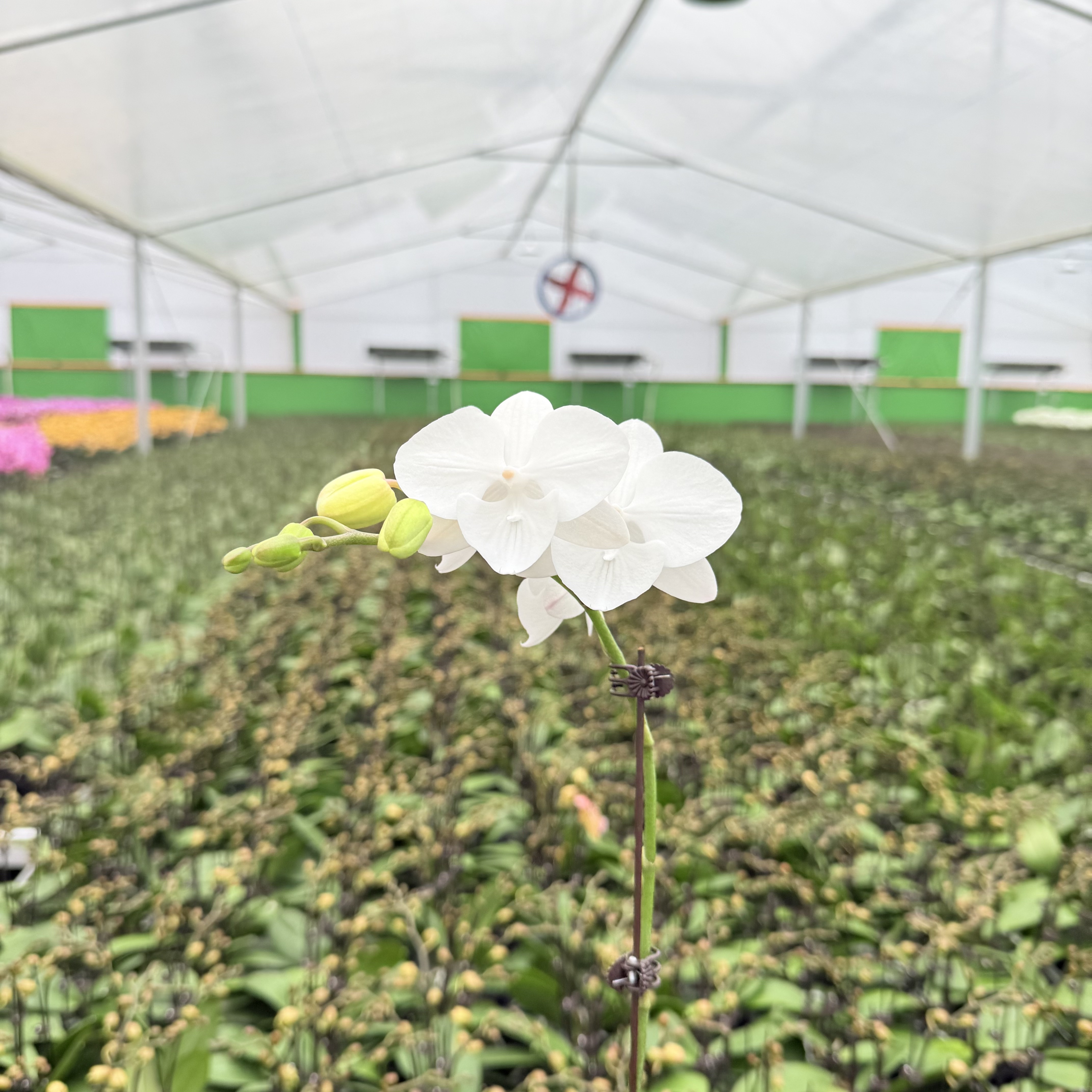 【白天鹅】花心思精品蝴蝶兰 台湾品种 A级带花带花苞 纯白色 2.8寸