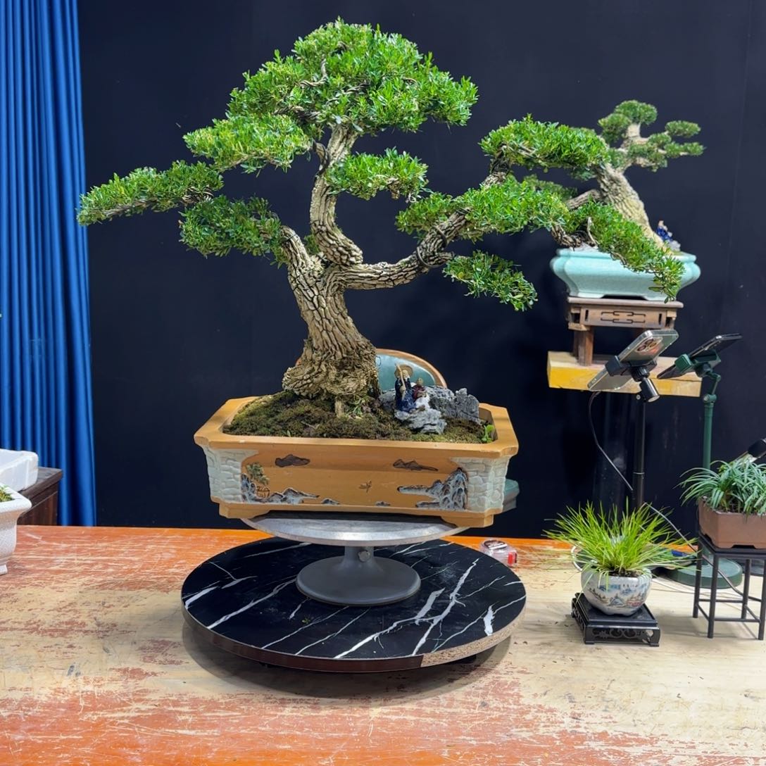 黄杨室内室外盆景艺术