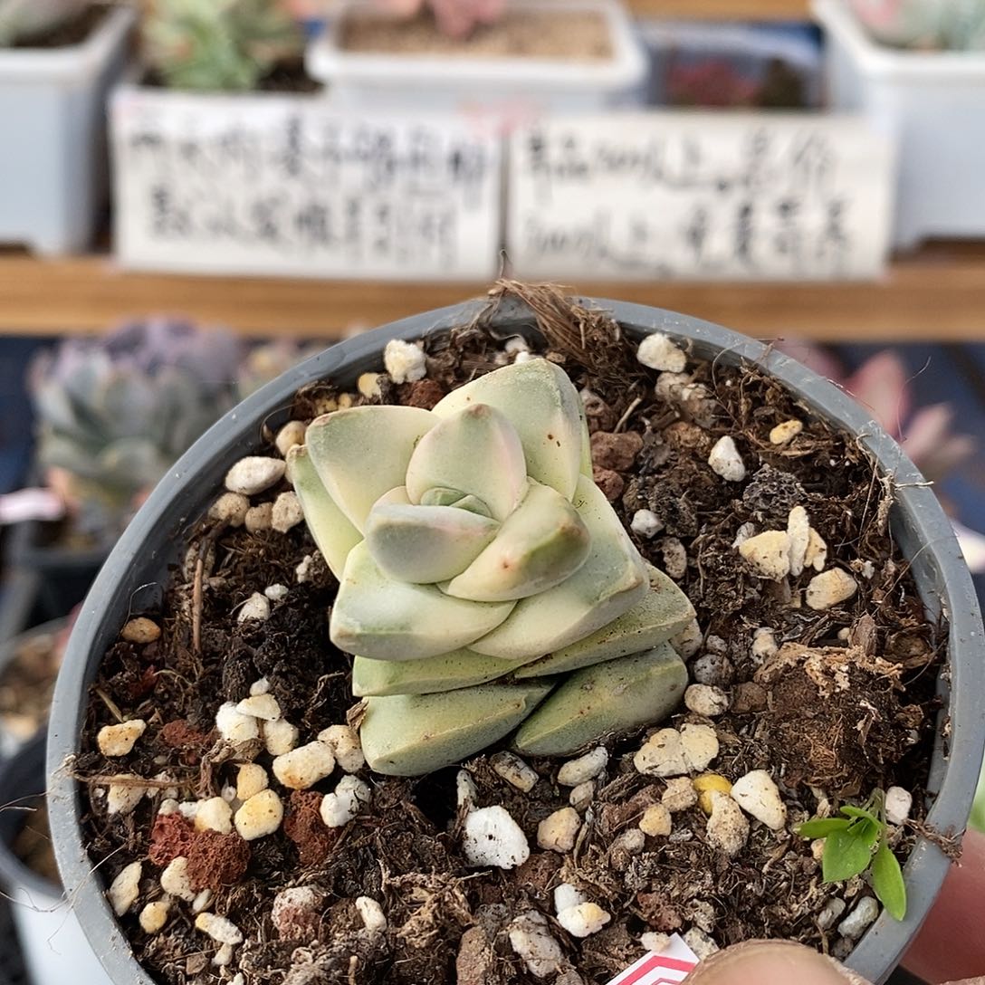 1213 姬之川锦多肉