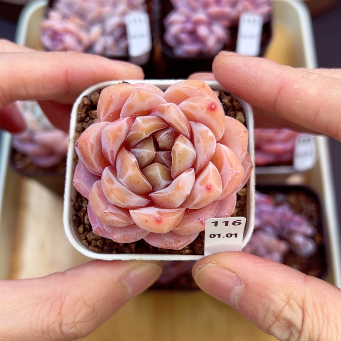 好好看116、哈哈哈哈