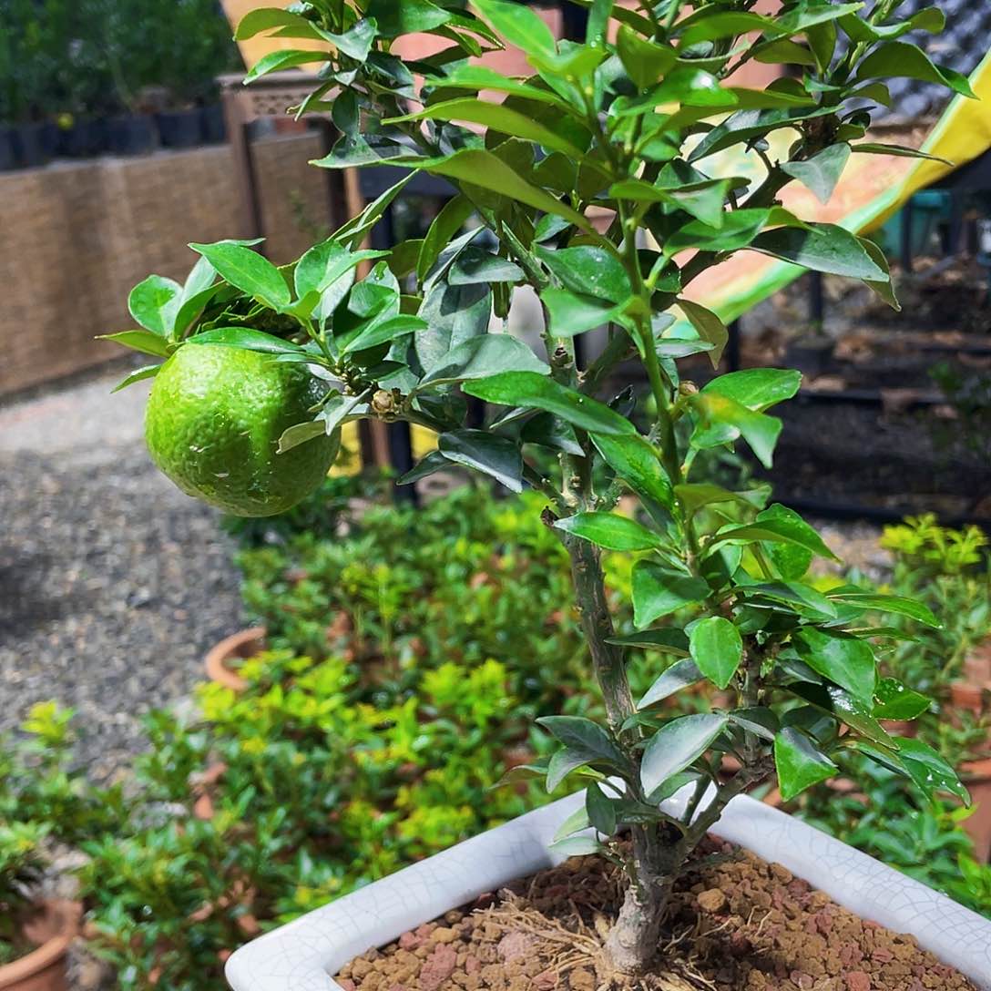 完全开放V*现场更回家看看姐姐好