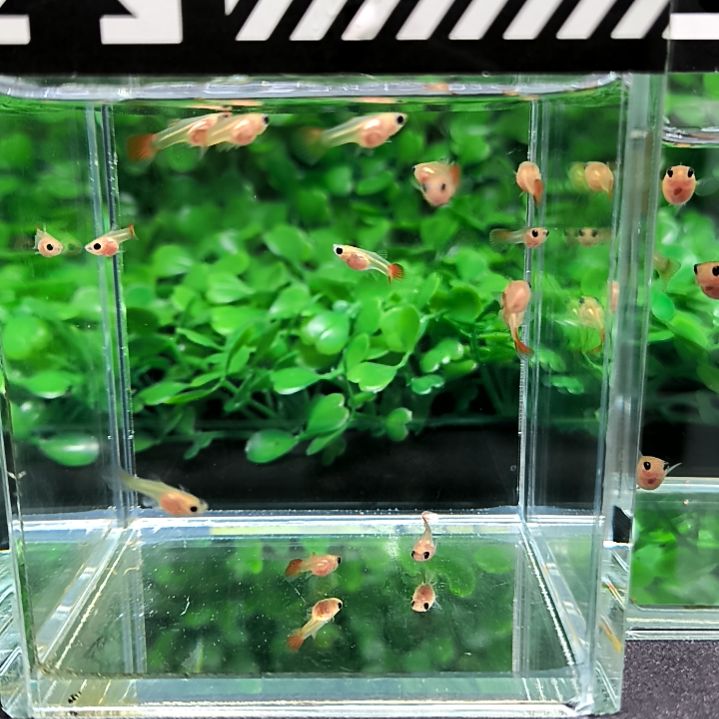 孔雀鱼红头玻璃猫苗子14条含四条被损。