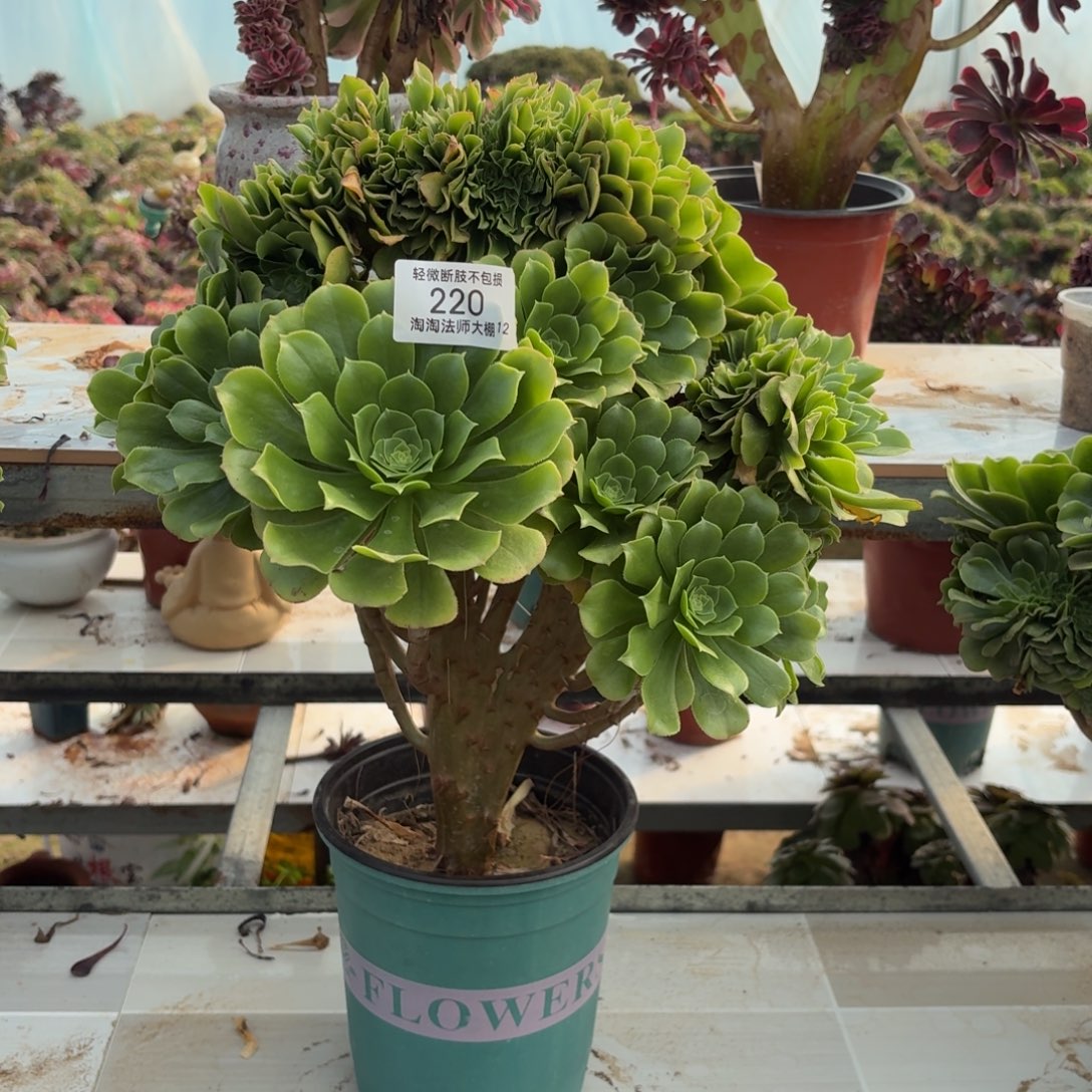 220绿羊绒缀化多肉植物